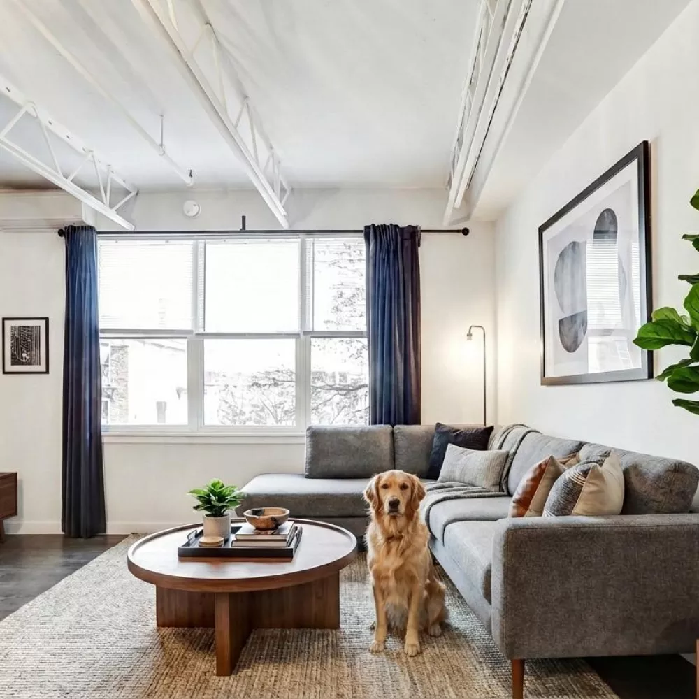 Bright modern living room with a golden retriever, gray sectional sofa, round coffee table, large window, and a tall plant.
