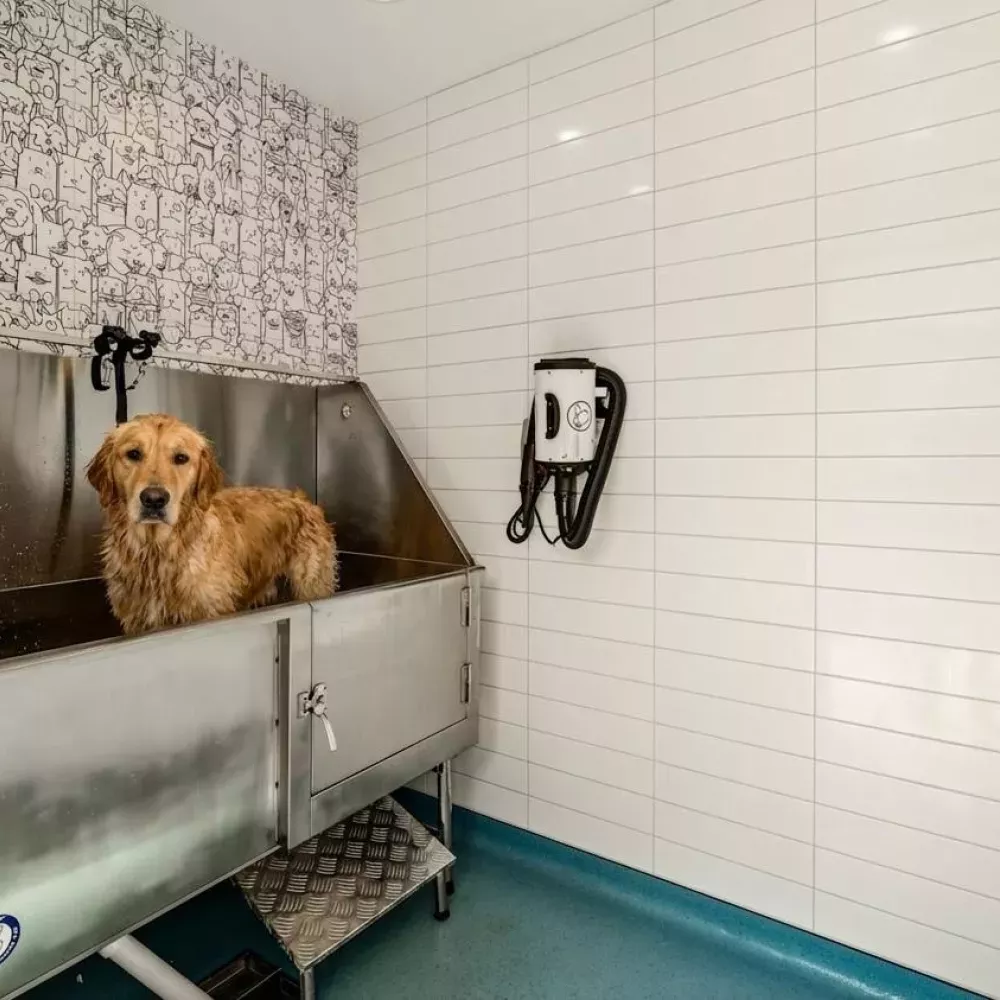 Wet golden retriever stands in a professional stainless steel dog washing tub in a modern pet grooming room.