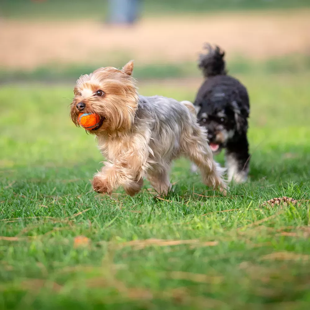 Yorkshire Terrier trots with an orange ball, followed by a dark fluffy dog, across green grass.